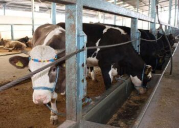 Kurbanlıklarda şap uyarısı!