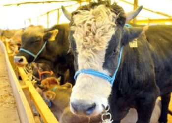 Uzmanından uyarı: Kurban atıklarının parçalarını çöpe atmayın, gömün!