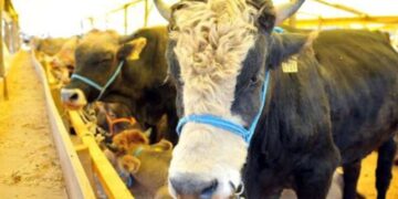 Uzmanından uyarı: Kurban atıklarının parçalarını çöpe atmayın, gömün!