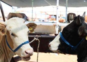 Kurban keseceklere uzmanlardan kist uyarısı