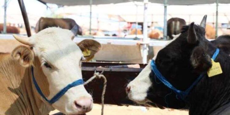 Kurban keseceklere uzmanlardan kist uyarısı