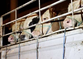 Uzmanı uyardı: Kurban etinde oluşan ölüm sertliğine dikkat