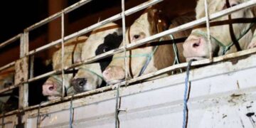 Uzmanı uyardı: Kurban etinde oluşan ölüm sertliğine dikkat