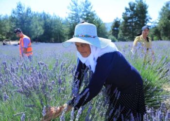 Muğla’da lavanta bahçesi ziyarete açılıyor