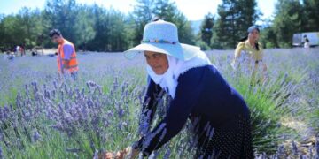 Muğla’da lavanta bahçesi ziyarete açılıyor