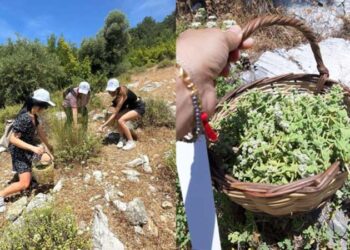 Reçelden baklavaya… Kaz Dağları’nda yılın ilk kekik hasadı!