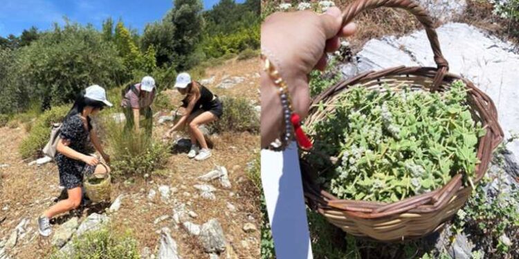 Reçelden baklavaya… Kaz Dağları’nda yılın ilk kekik hasadı!