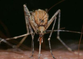 Araştırma: Sineklerin neden mavi rengi sevdiği ortaya çıktı