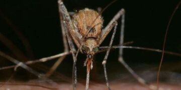 Araştırma: Sineklerin neden mavi rengi sevdiği ortaya çıktı