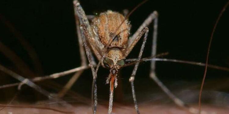 Araştırma: Sineklerin neden mavi rengi sevdiği ortaya çıktı