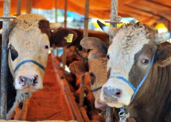 Kurban etine çıplak elle dokunmayın!