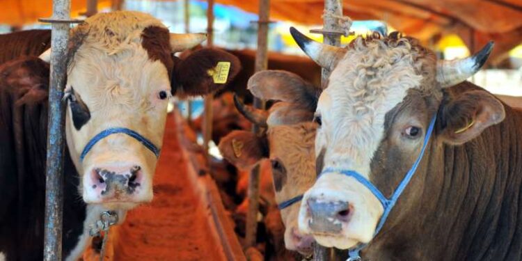 Kurban etine çıplak elle dokunmayın!