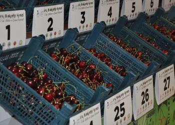 Akşehir'de 9. Kiraz Festivali düzenlendi