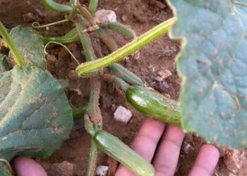 Bülent Polat, oyunculuğa ara vererek çiftlik kurdu