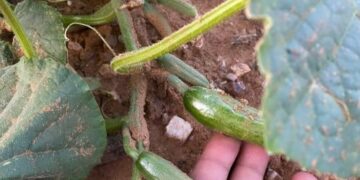 Bülent Polat, oyunculuğa ara vererek çiftlik kurdu