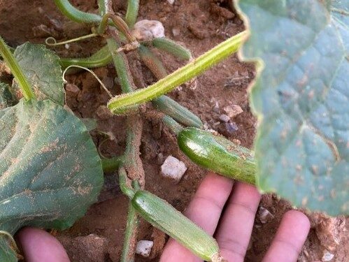 Bülent Polat, oyunculuğa ara vererek çiftlik kurdu