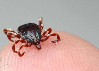 Uzmanlardan ‘Kene vakaları artışa geçti’ uyarısı