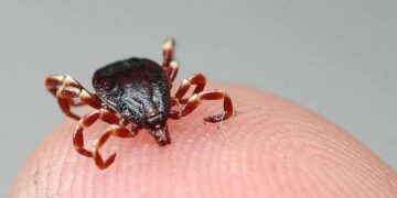 Uzmanlardan ‘Kene vakaları artışa geçti’ uyarısı