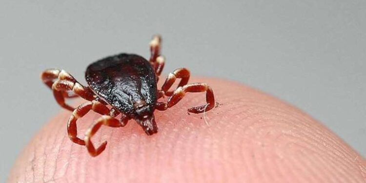 Uzmanlardan ‘Kene vakaları artışa geçti’ uyarısı