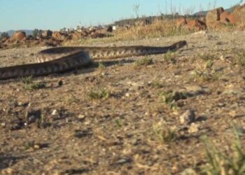 Uzmanından akrep ve yılan ısırmalarına karşı uyarı!