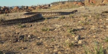 Uzmanından akrep ve yılan ısırmalarına karşı uyarı!