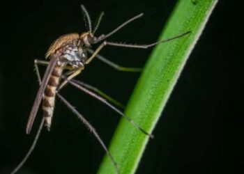 ‘İstilacı sivrisinekler’ için uzmanından kritik uyarı