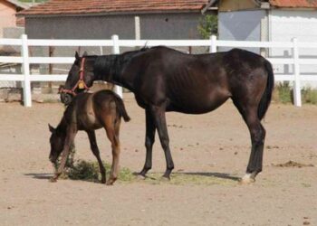 Eskişehir'de onlarca milyonluk yatırım göz göre göre çürüyor!
