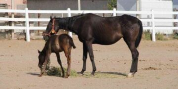 Eskişehir'de onlarca milyonluk yatırım göz göre göre çürüyor!