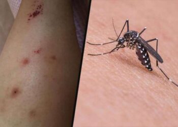 İzmir’de Asya Kaplan Sivrisineği paniği