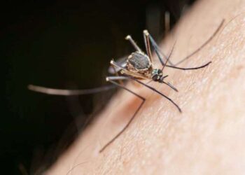 Uzmanlardan ‘istilacı sivrisinek’ uyarısı!