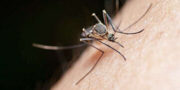 Uzmanlardan ‘istilacı sivrisinek’ uyarısı!