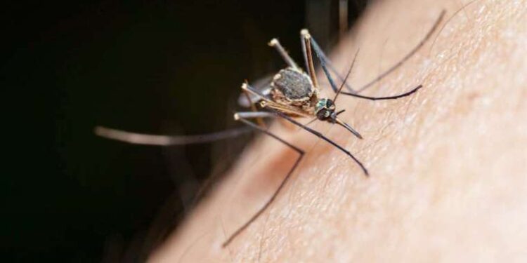 Uzmanlardan ‘istilacı sivrisinek’ uyarısı!