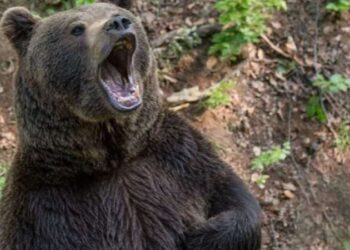 Türkiye’de ayı popülasyonu arttı: 'Herkes bir yerlerde rastlamaya başladı'