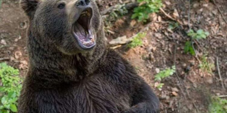 Türkiye’de ayı popülasyonu arttı: 'Herkes bir yerlerde rastlamaya başladı'