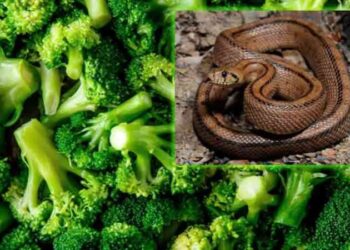 Marketten aldığı sebze poşetinin içinden yılan çıktı