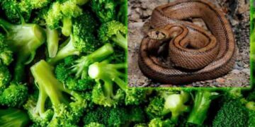 Marketten aldığı sebze poşetinin içinden yılan çıktı