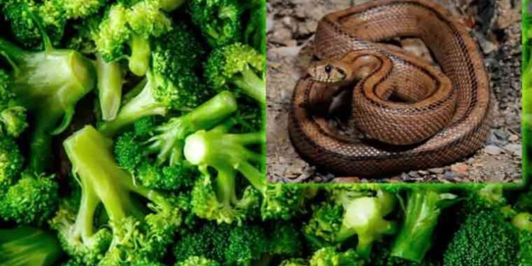 Marketten aldığı sebze poşetinin içinden yılan çıktı