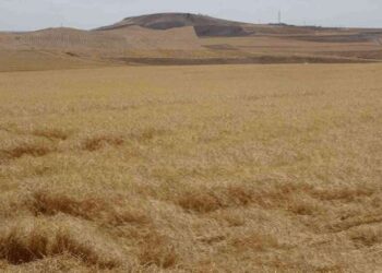 Uzmanı uyardı: Güneydoğu Anadolu Bölgesi’nde kene ve akrep vakalarında artış