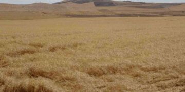 Uzmanı uyardı: Güneydoğu Anadolu Bölgesi’nde kene ve akrep vakalarında artış