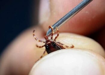 Kene ısırmalarında erken müdahale virüsün vücuda girmesini engelliyor