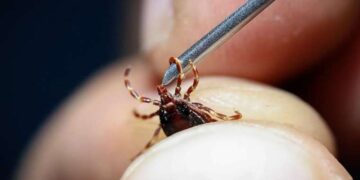 Kene ısırmalarında erken müdahale virüsün vücuda girmesini engelliyor