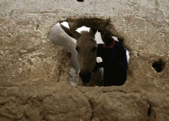 Mardin'de kadrolu eşeklere yaz mesaisi