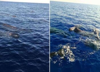 Türkiye’de kaşalot balinaları görüntülendi