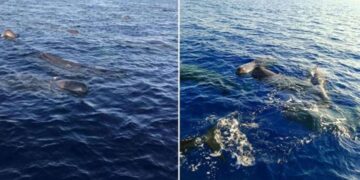Türkiye’de kaşalot balinaları görüntülendi