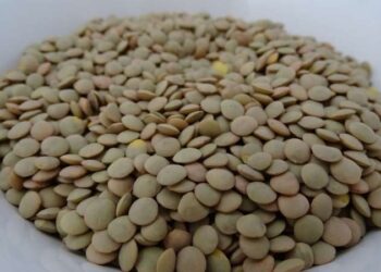 Mercimek ihracatı ilk 6 ayda 210 milyon dolar oldu: Gelirler arttı