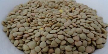 Mercimek ihracatı ilk 6 ayda 210 milyon dolar oldu: Gelirler arttı