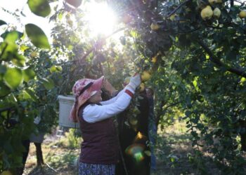 Kahramanmaraş’ta hasat başladı: Tonlarca ürün Rusya, Romanya ve Arap ülkelerine gidecek