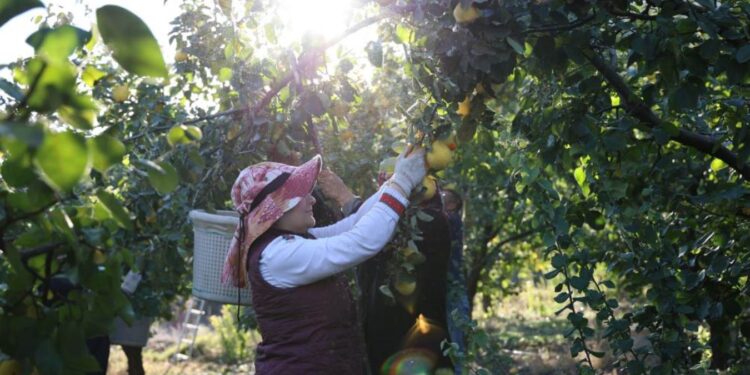 Kahramanmaraş’ta hasat başladı: Tonlarca ürün Rusya, Romanya ve Arap ülkelerine gidecek