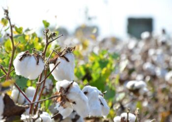 Beyaz altında hasat son eriyor: 123 bin 595 dekar üretim alanı…