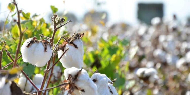 Beyaz altında hasat son eriyor: 123 bin 595 dekar üretim alanı…